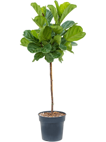Ficus lyrata 150 cm - Geigenfeigenbaum