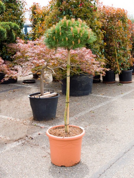 Pinus nigra brepo 160 cm