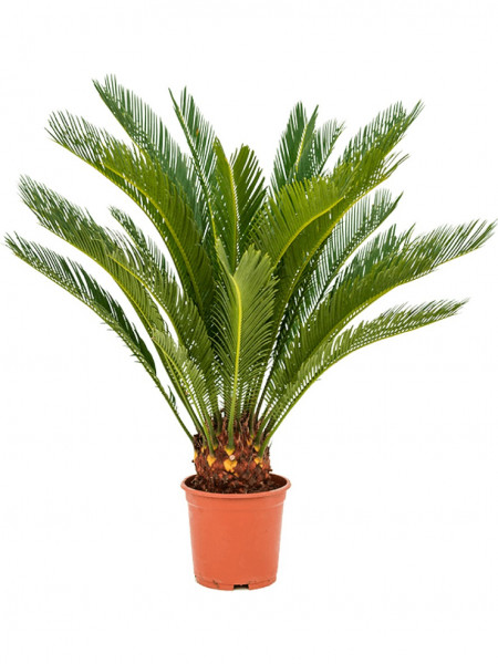 Cycas revoluta 70 cm