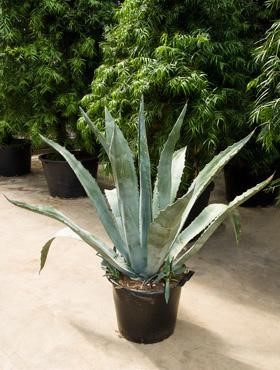 agave gelée Luxio Agave main image 0