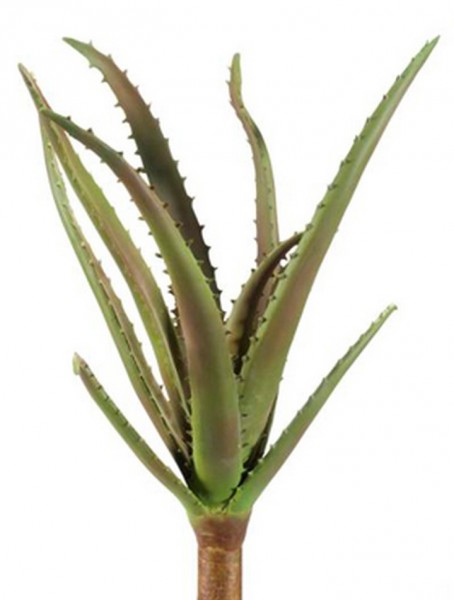 Aloe Vera 70 cm | Kunstpflanzen Strunk