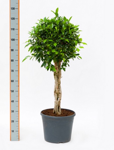 Ficus nitida 130 cm | Chinesische Feige geflochten