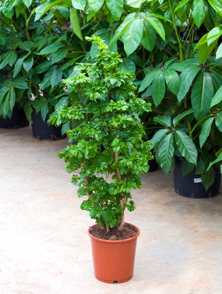Aralia roble 100 cm