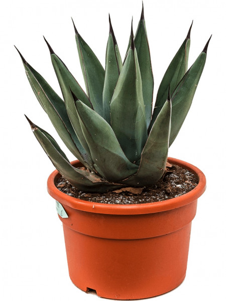 Agave nigra 50 cm