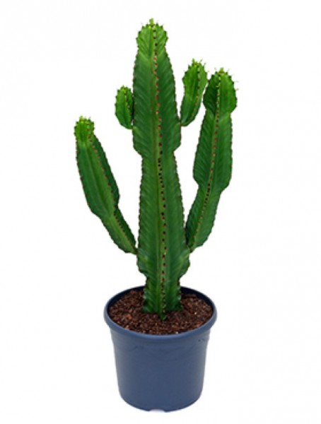 Euphorbia ingens 110 cm - Säulenkaktus