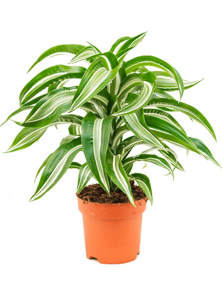 Dracaena Jade Jewel 55cm