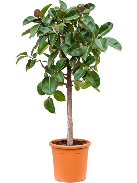 Ficus elastica Robusta 170cm