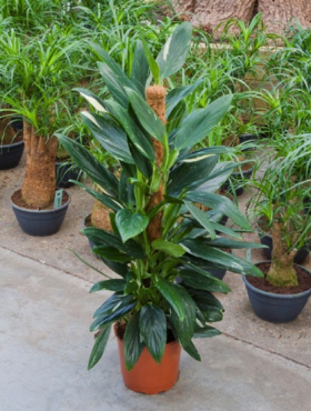 Philodendron cobra 80 cm Mossstab