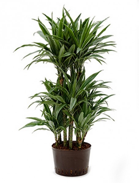 Dracaena deremensis | Drachenbaum 110cm