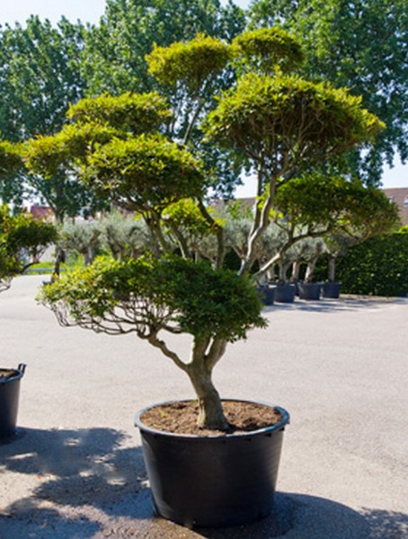 Enkianthus perulatus 320 cm | verzweigt