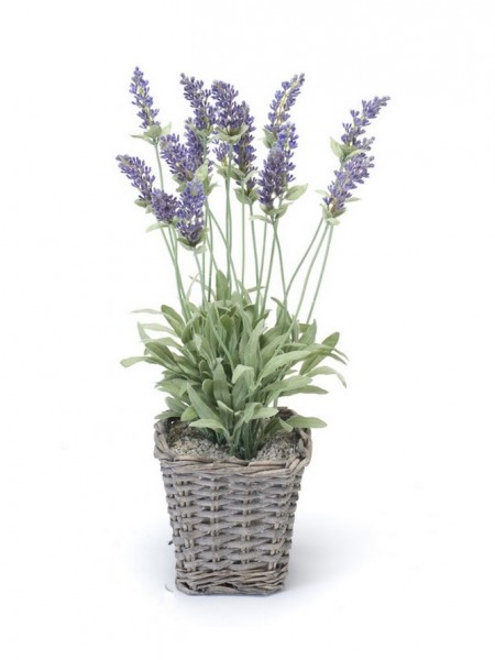 Lavendelbusch im eckigen Körbchen 45 cm