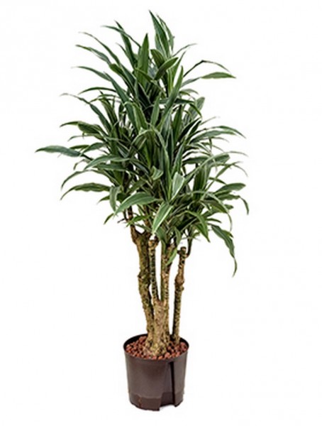 Dracaena deremensis 150 cm | Drachenbaum  verzweigt