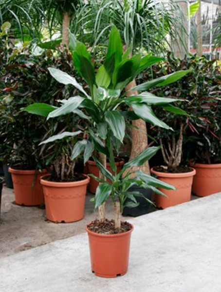Dracaena fragrans 90 cm | Drachenbaum