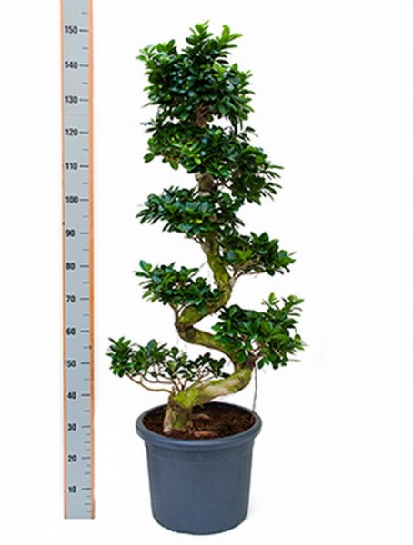 Ficus microcarpa compacta 150 cm - Stamm S