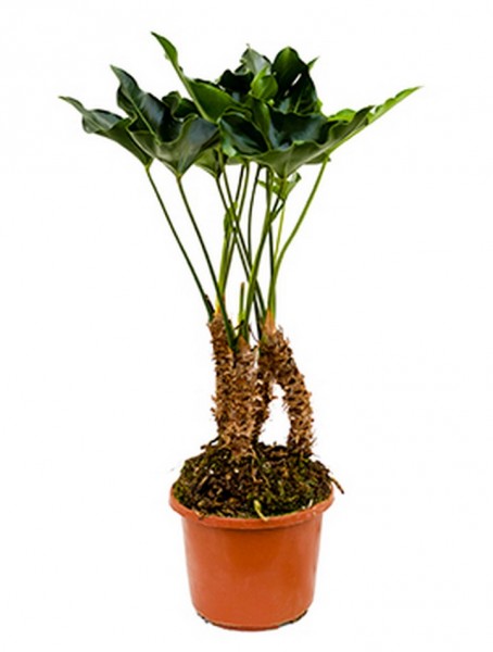 Anthurium arrow 75 cm