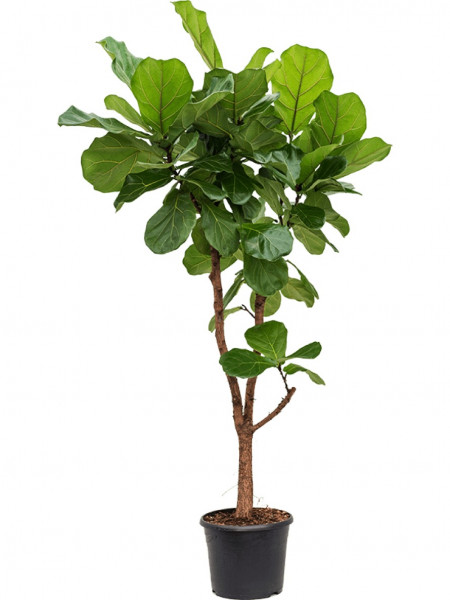 Ficus lyrata Verzweigt 140cm