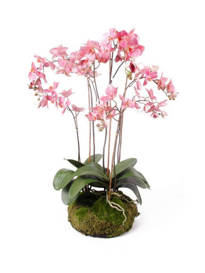 Kunstpflanze mit 75 Orchideen • cm Palme | Palmenmarkt Moos - | Phalaenopsis Die