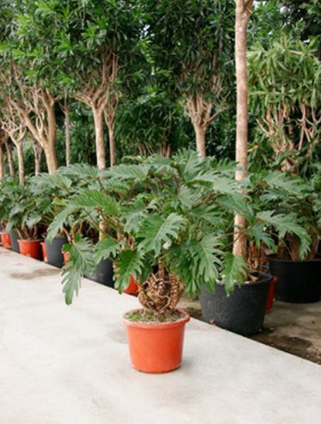 Philodendron xanadu 140 cm | Busch
