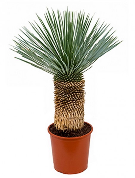 Yucca rostrata 70 cm 