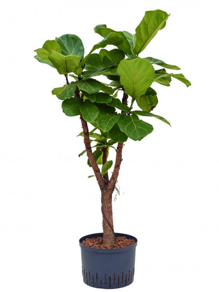 Ficus lyrata 130 cm - Hydrokultur Geigenfeige verzweigt