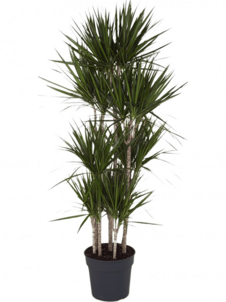 Dracaena marginata - Drachenbaum Carrousel 190 cm