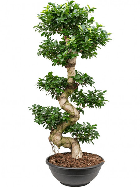 Ficus microcarpa compacta S-Stamm im Tellertopf 160cm