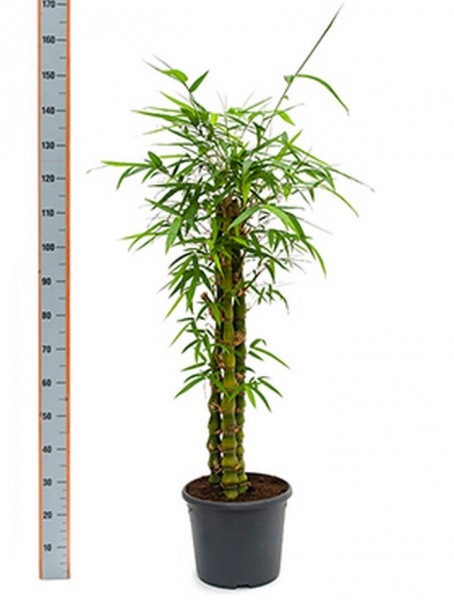 Bambusa ventricosa 130 cm | Bambusbusch