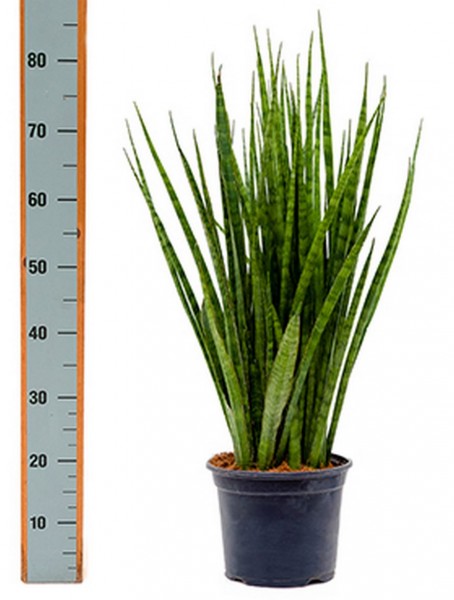 Sansevieria kirki friends 80 cm