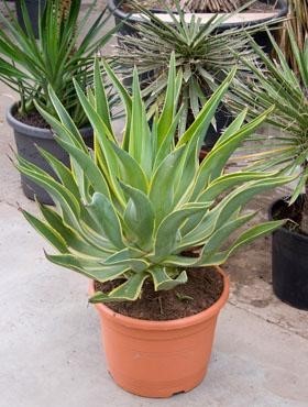 Agave desmettiana variegata 55 cm