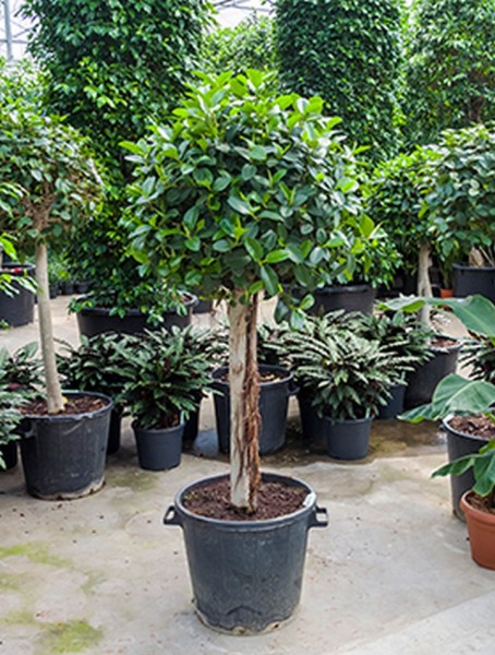 Ficus australis 190cm