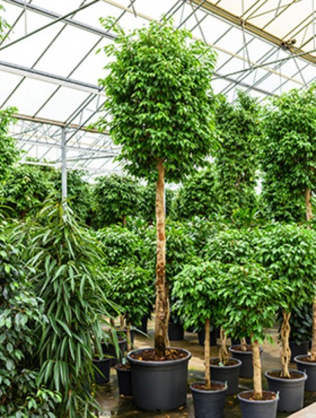 Ficus columnar - Birkenfeige 370 cm