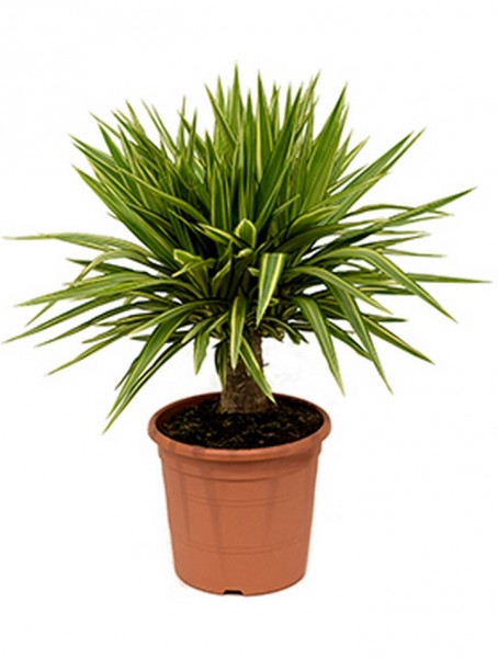 Yucca jewel 90 cm