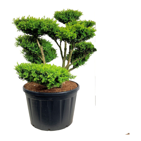 Buxus sempervirens - Buchsbaum bonsai 140 cm