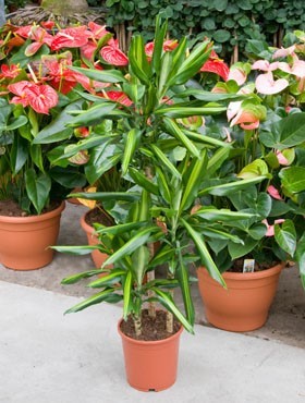 dracaena-cintho-120cm