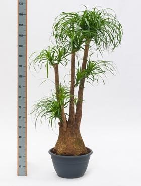 Beaucarnea recurvata 160 cm - Elefantenfuß