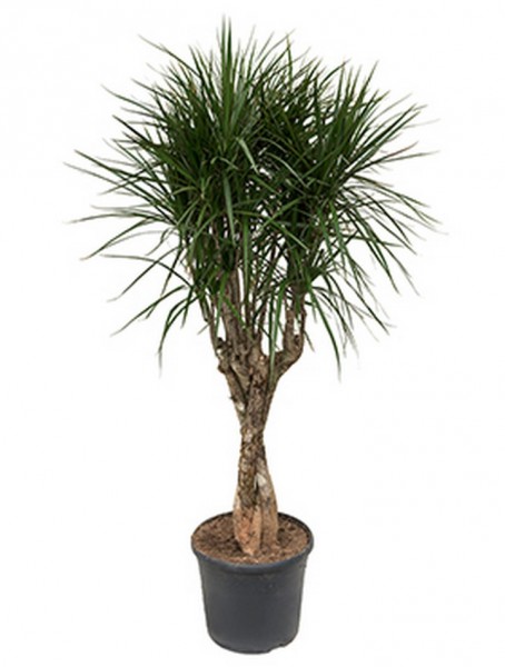 Dracaena marginata 150 cm