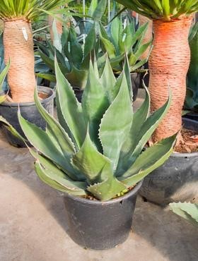 Agave ferox