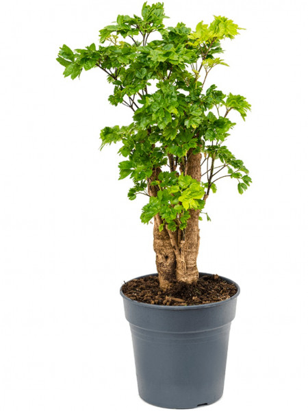 Aralia roble verzweigt 60cm 