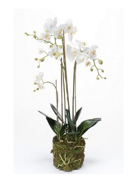 Phalaenopsis 80cm Orchideen Kunstblume im Moosballen