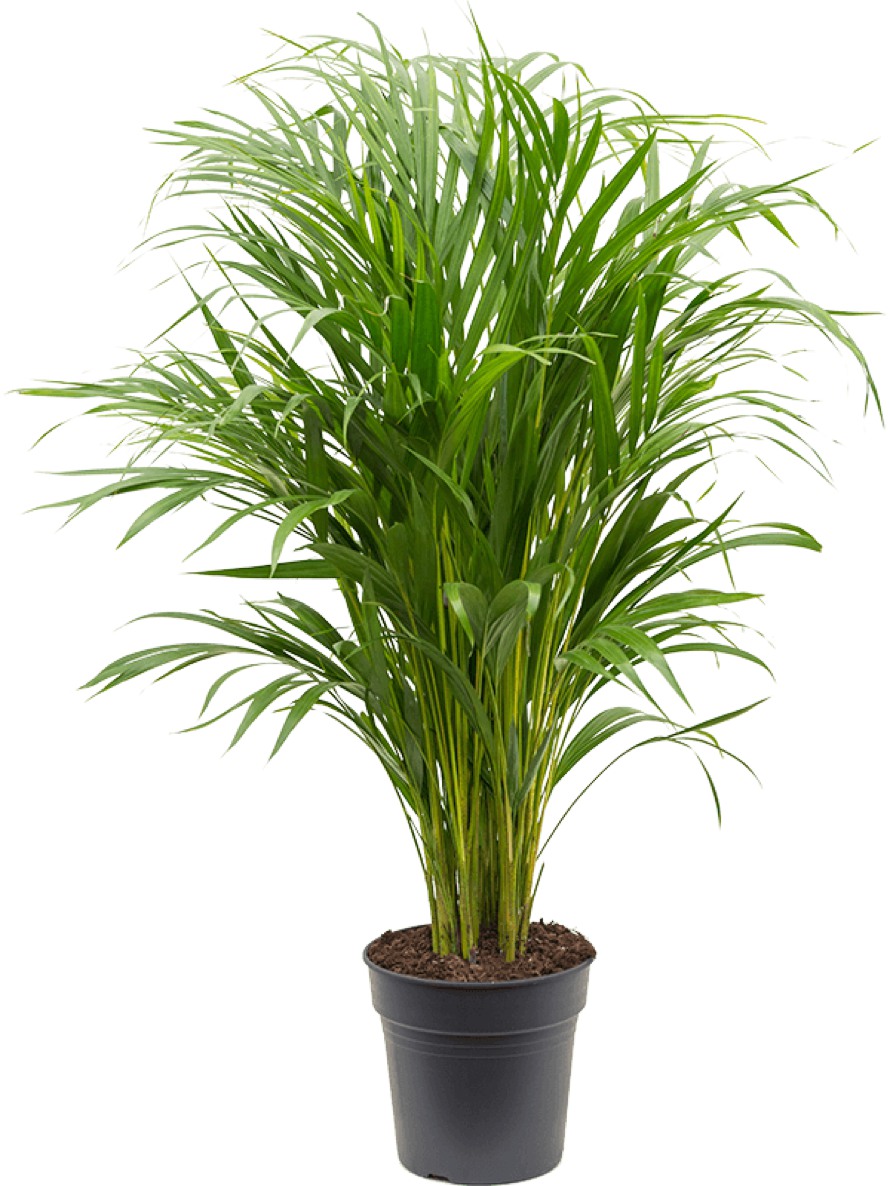 Areca lutescens | Goldfruchtpalme | Die - Palme  Palmenmarkt
