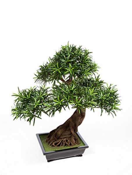 Podocarpus Kunstbonsai 80 cm