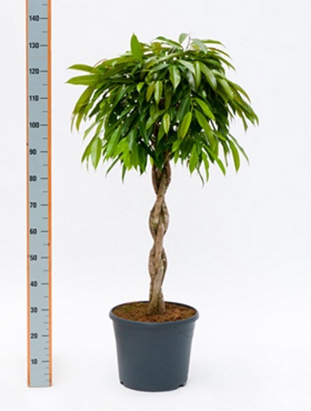 Ficus amstel king 140 cm | Stamm geflochten