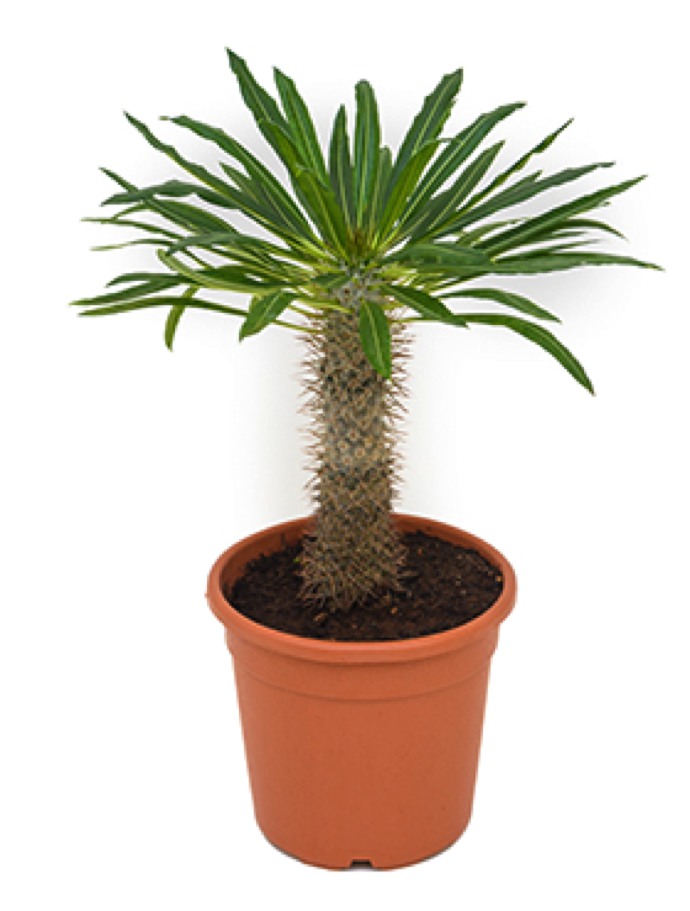 Exotenherz Pachypodium Lameri - Echte Madagaskar-Palme 12cm Topf