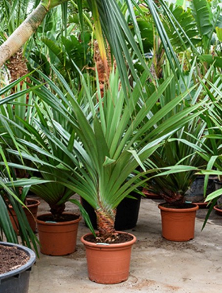 Pandanus utilis 160cm