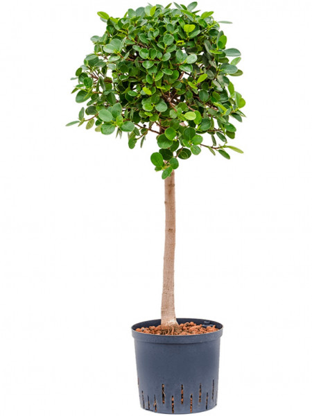 Ficus Panda 95 cm - Hydrokultur