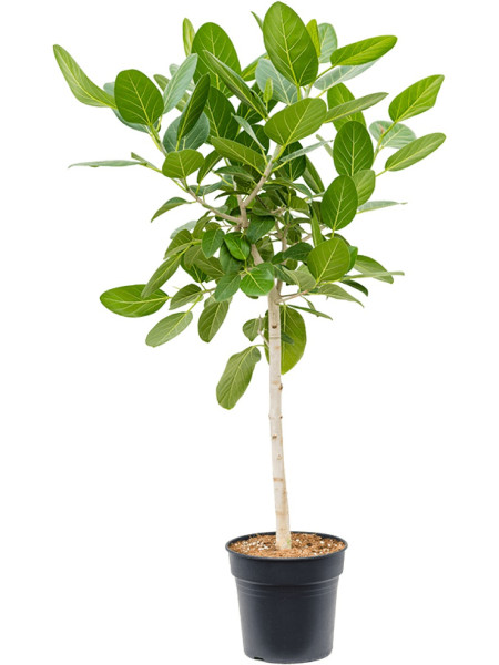 Ficus benghalensis - Banyanbaum Feige 130cm