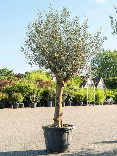 Olea europaea | Olivenbaum verzweigt 250 cm