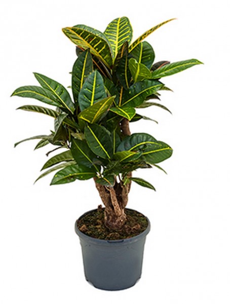 Croton petra 70 cm - Wunderstrauch