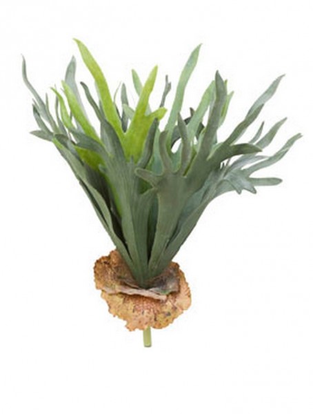 Staghorn Farn 50 cm | Geweihfarn Kunstpflanze