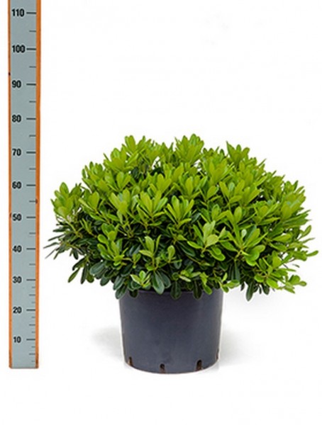 Pittosporum tobira nana 55 cm